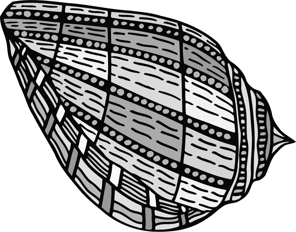shells-022